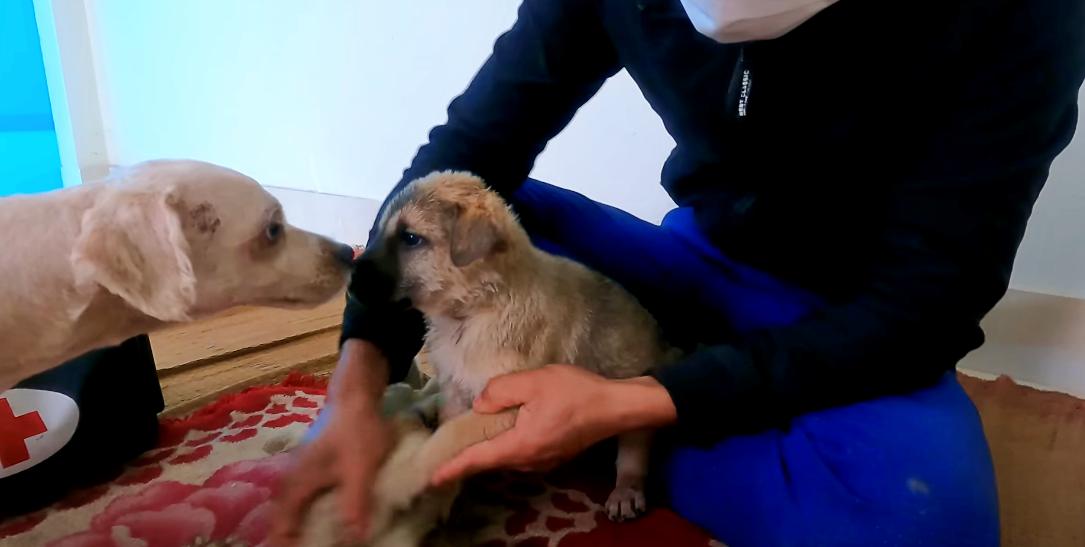 Abandoned pup gets a new home