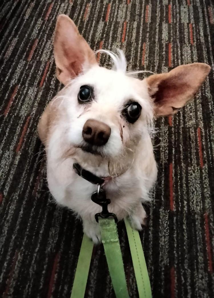 Ruff Start rescue reunited an elderly lady with her elderly dog, Baby Girl