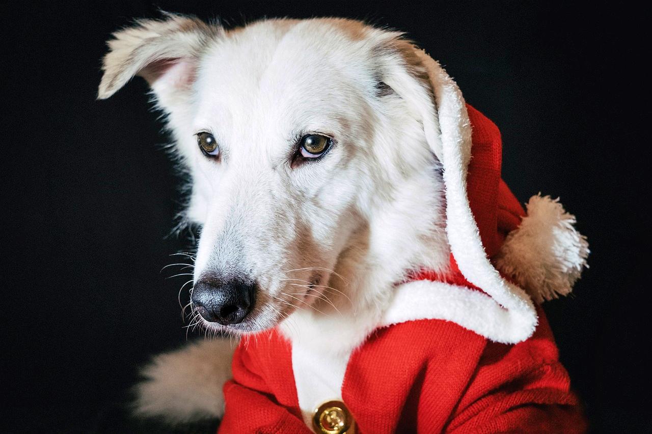 No unhealthy Christmas treats for dogs