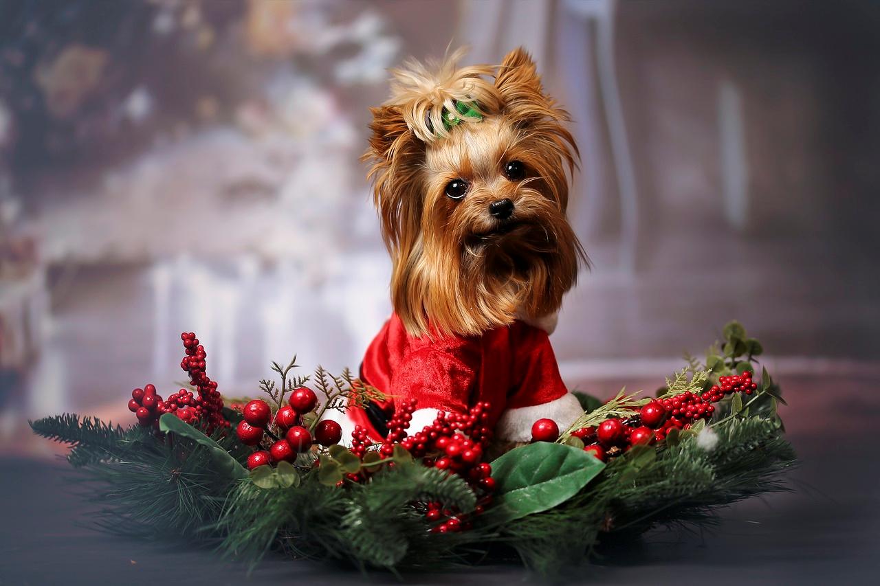 No festive treats for dogs