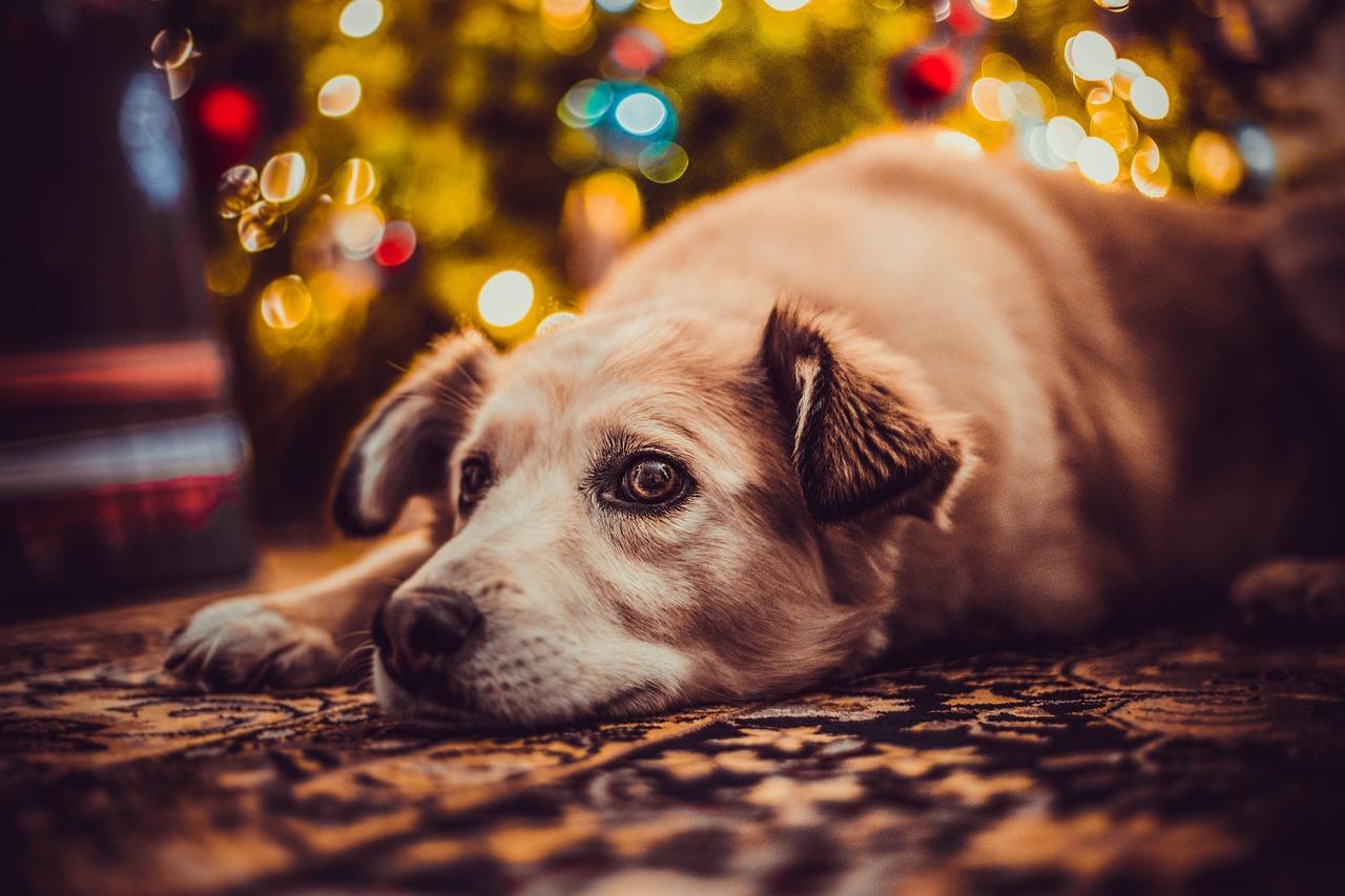 Toxic food for dogs