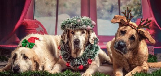 Be careful what you need your dogs at Christmas