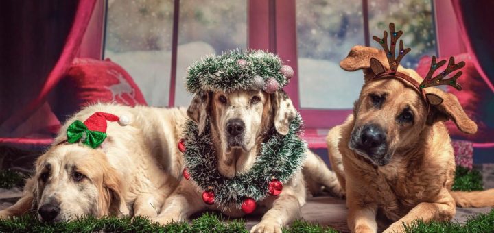 Be careful what you need your dogs at Christmas