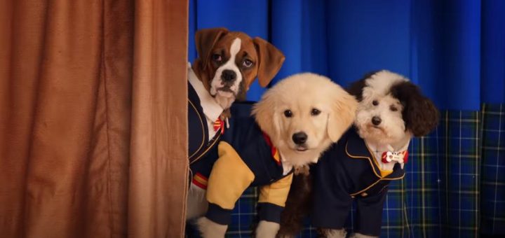 Pup Academy on Netflix