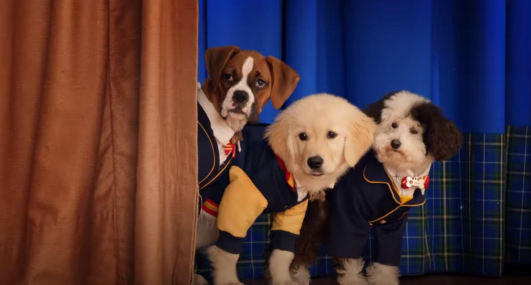 Pup Academy on Netflix