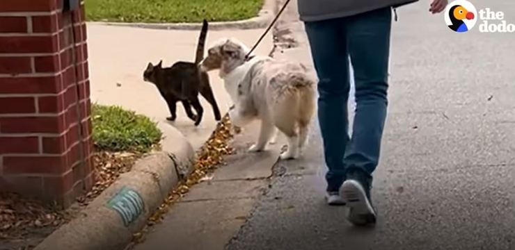 Best Friends Doting Doggo Makes An Unconventional Friend