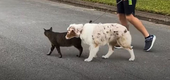 Unconventional Animal Behavior