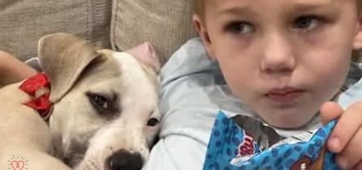 Six-year-old boy wrote letters to a foster dog's new family
