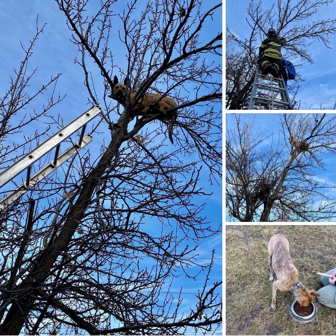 Caldwell Fire Department rescues dog from up a tree