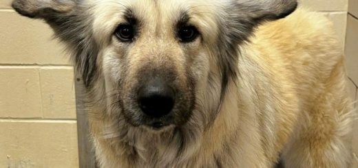 Homeless woman abandons beloved dog