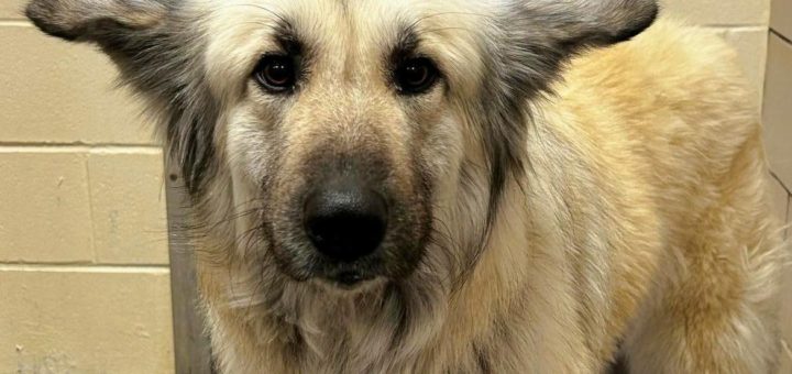 Homeless woman abandons beloved dog