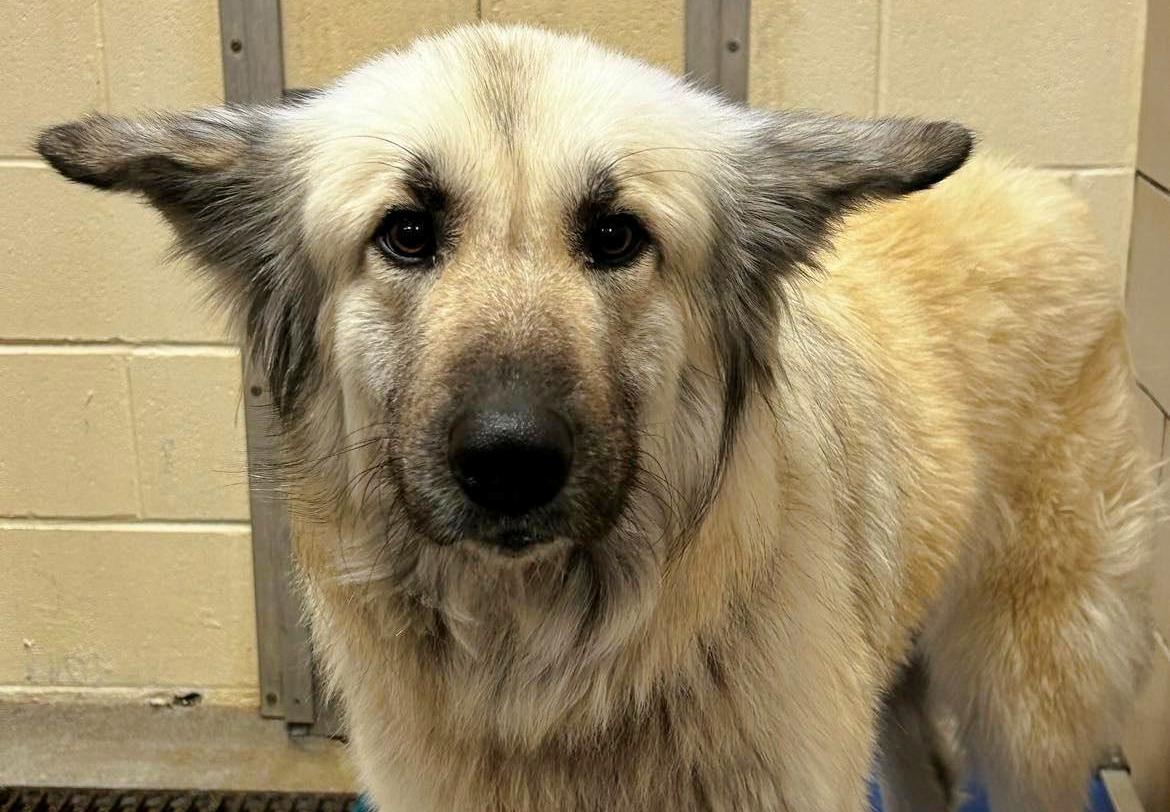 Homeless woman abandons beloved dog