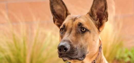 Firefighters rescued a Malinois cross dog from a tree