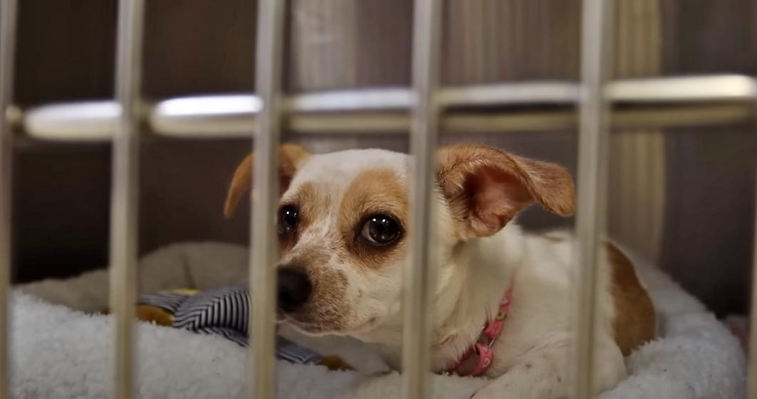 Millionaire YouTuber MrBeast gets a whole dog shelter adopted