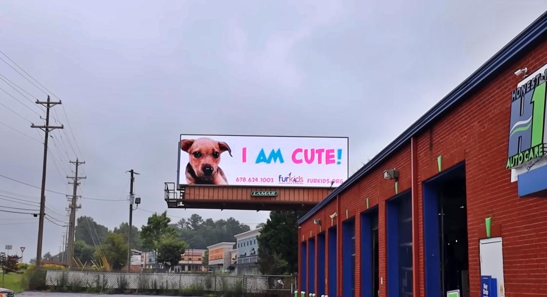 Millionaire YouTuber MrBeast gets a whole dog shelter adopted
