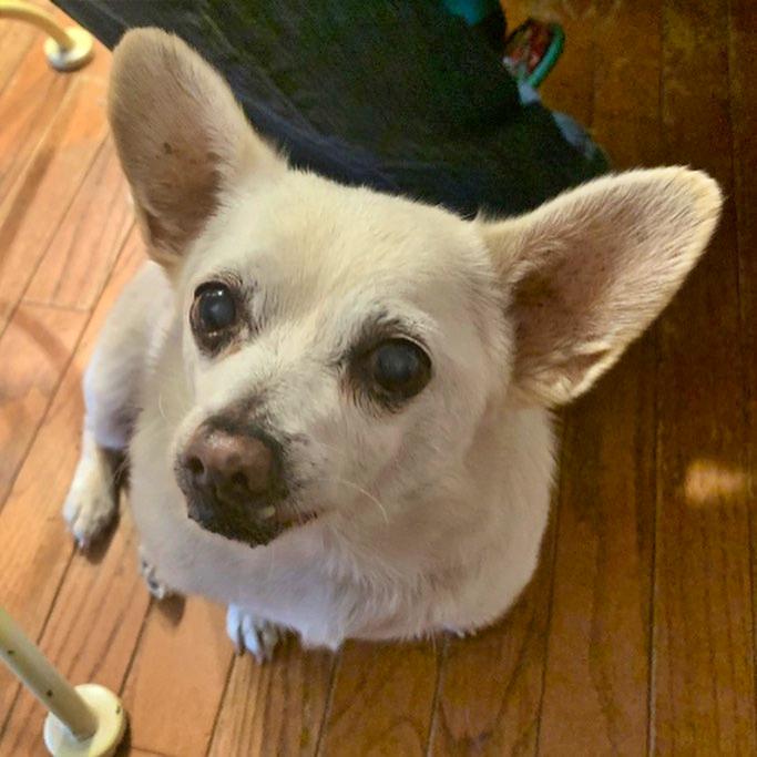 Spike the chihuahua