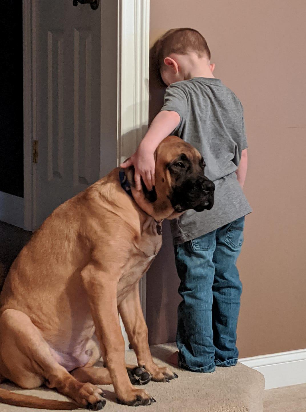 Dash the English Mastiff stands by his human, Peyton