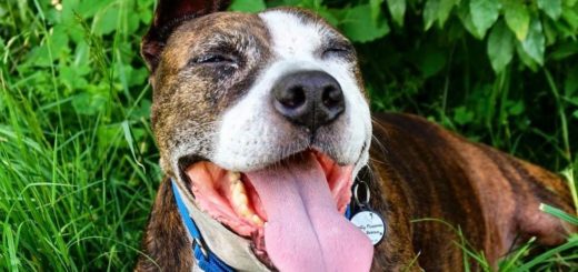 A dog named Van Gogh has lived up to his name by becoming a painter