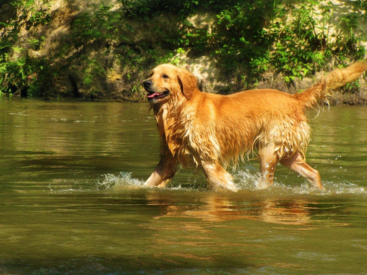Golden retriever makes friends with a cute calf on a TikTok video