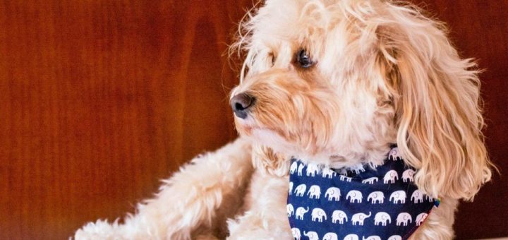 Cavoodle is a Cavalier King Charles spaniel bred with a poodle.