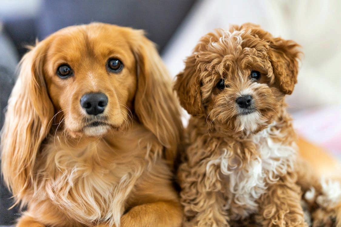 What is a Cavoodle?