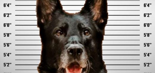 Wyandotte K9 Officer Ice accused of stealing