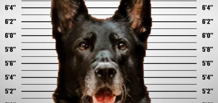 Wyandotte K9 Officer Ice accused of stealing