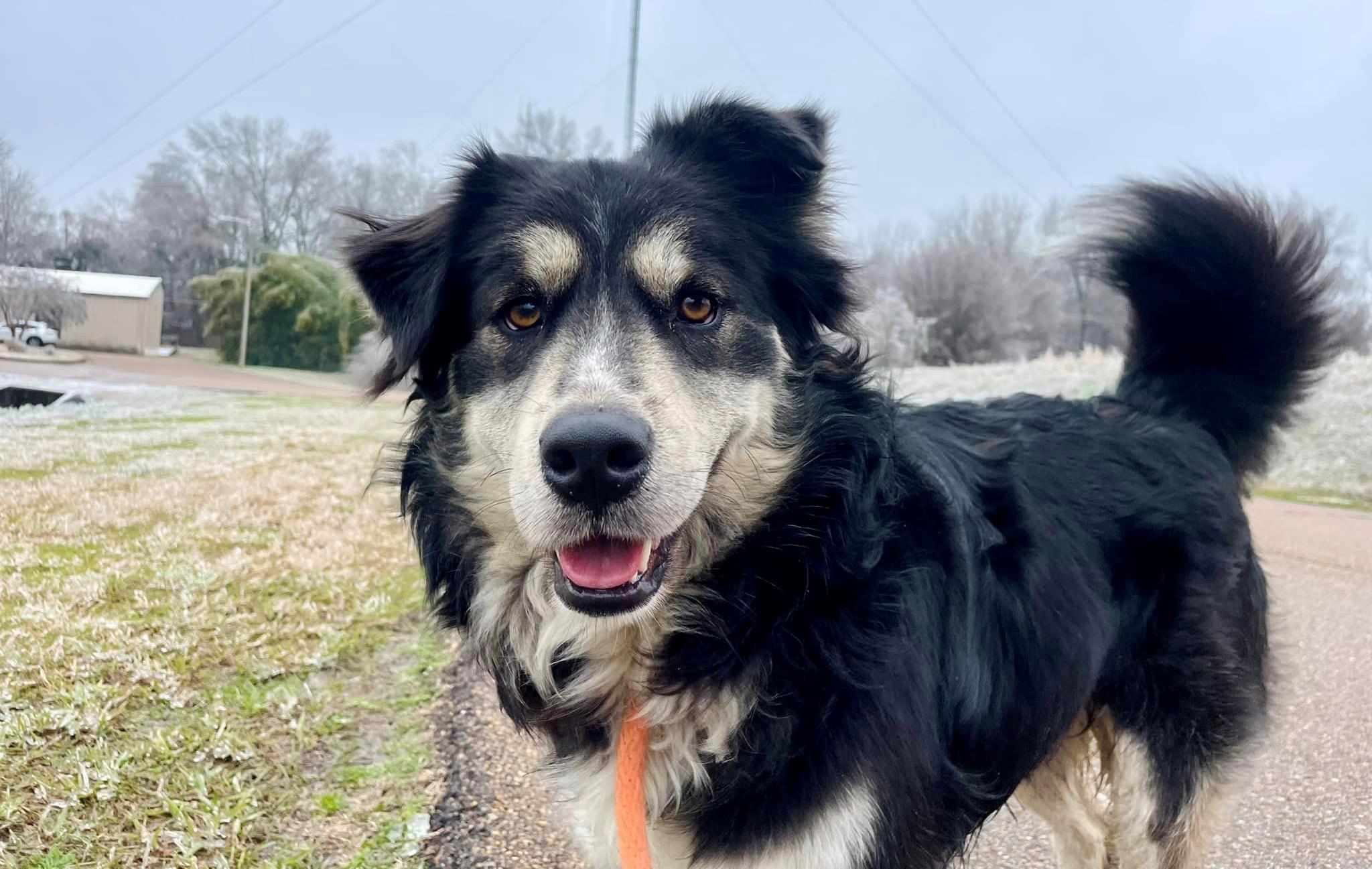 Shelter pup earned furever home due to resemblance to actor Paul Rudd