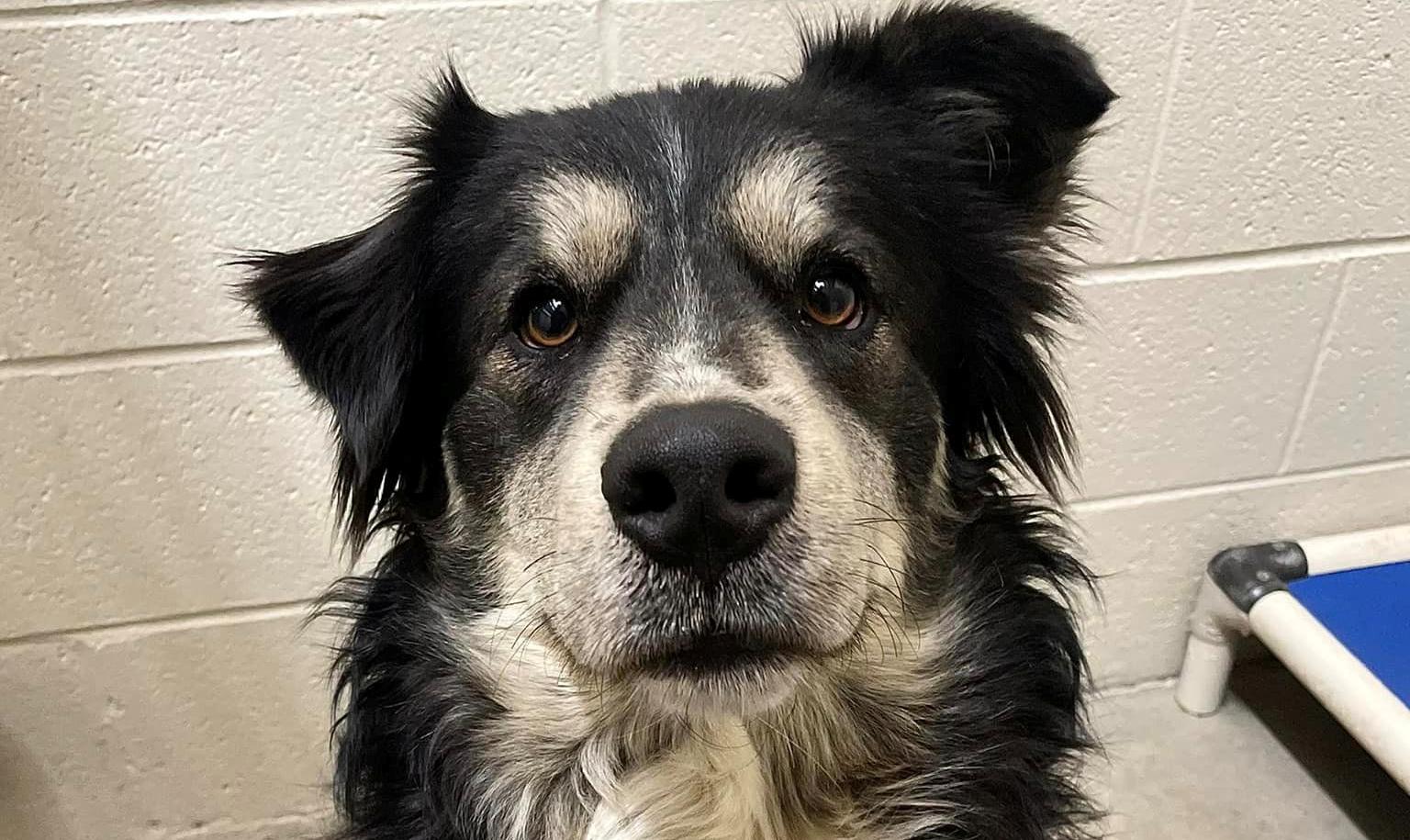 Pawl Ruff - shelter pup goes viral over resemblance to actor Paul Rudd