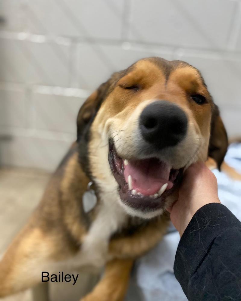 Bailey, a happy dog!
