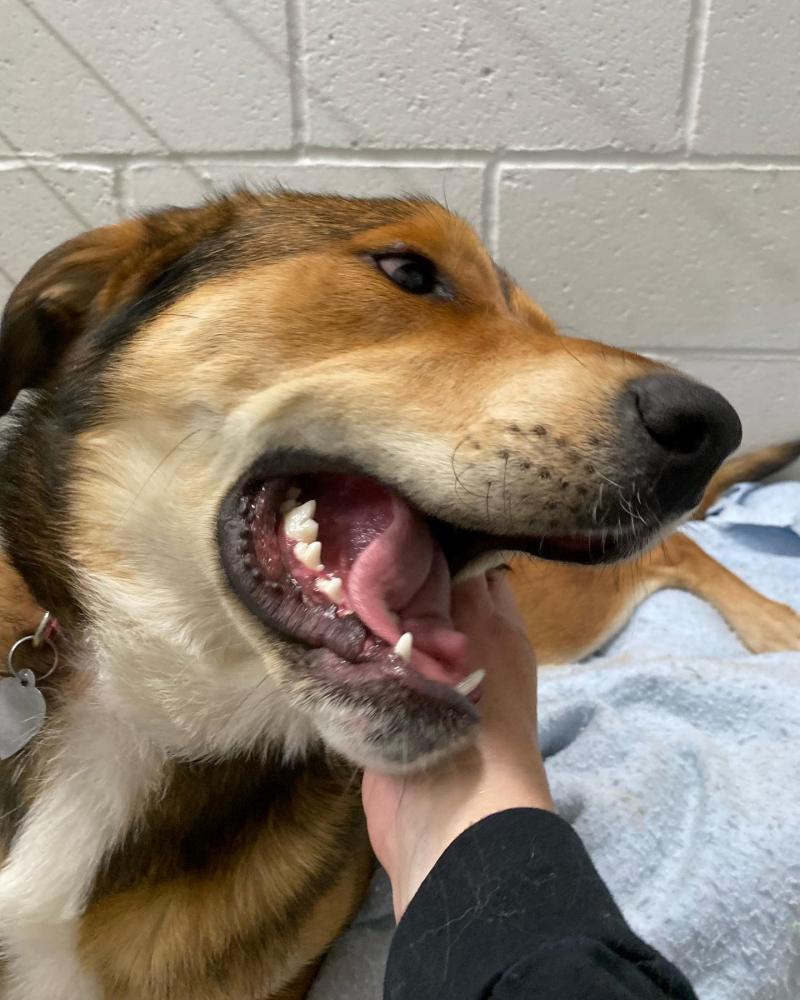 Rescued dog Bailey at ARL