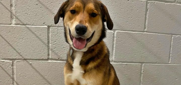 Bailey safe back at ARL