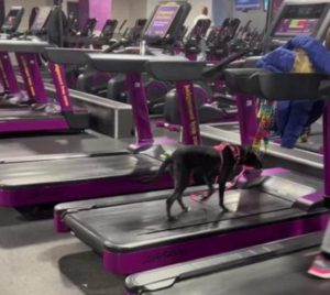 Dog working out on the treadmill