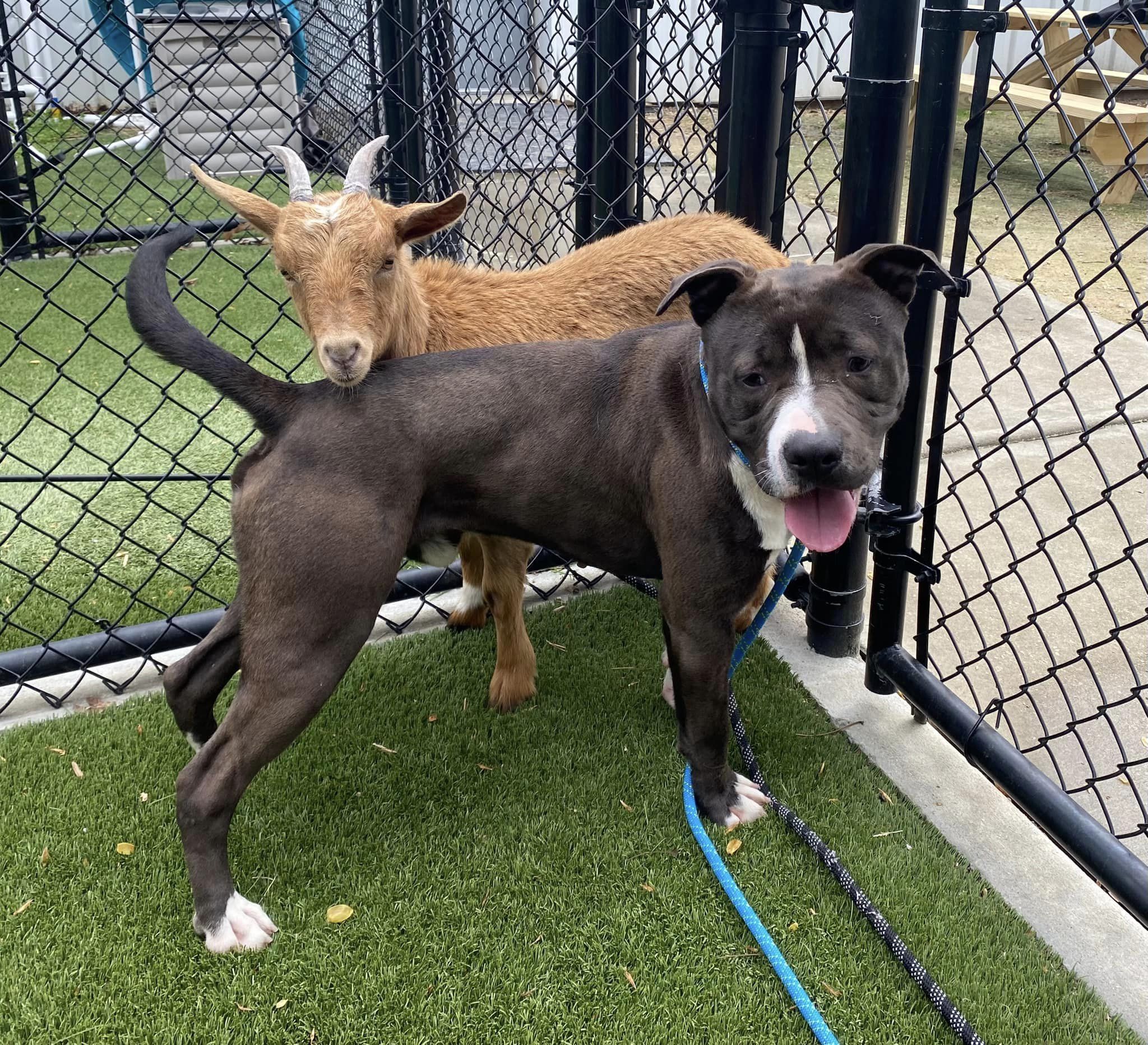 Goat and dog besties find a forever home