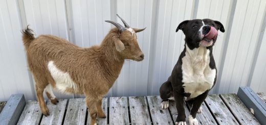 Goat and dog besties find a forever home
