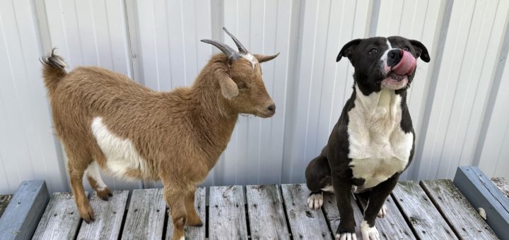 Goat and dog besties find a forever home