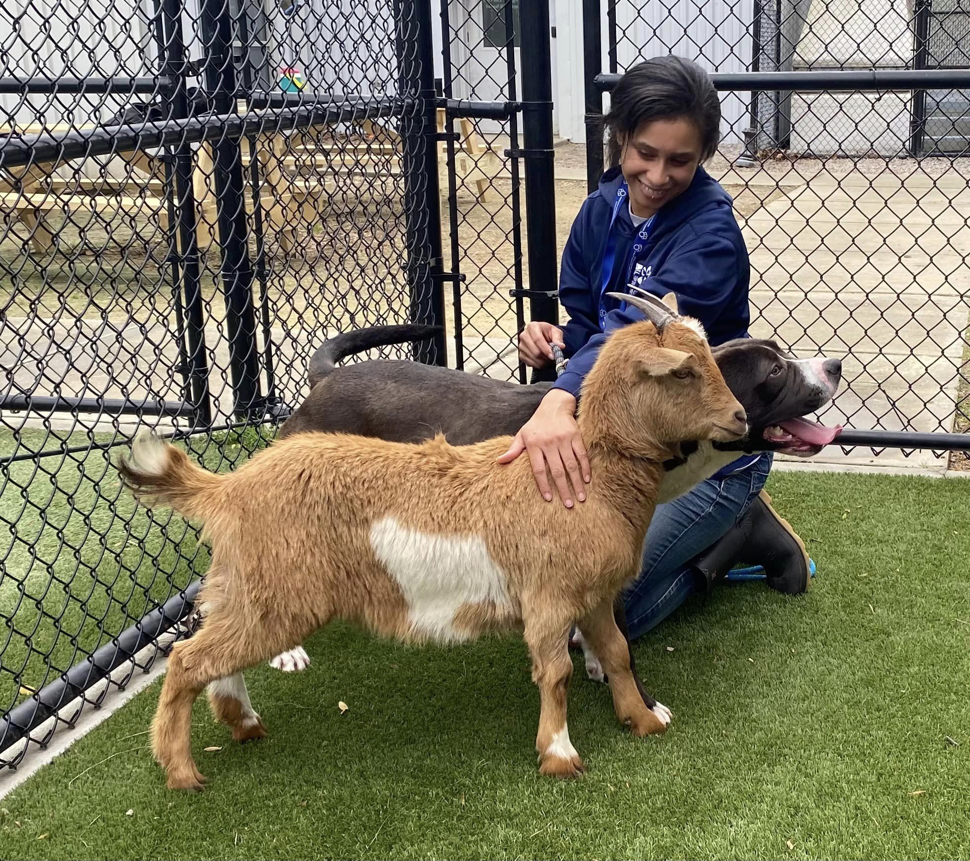 Goat and dog besties find a forever home