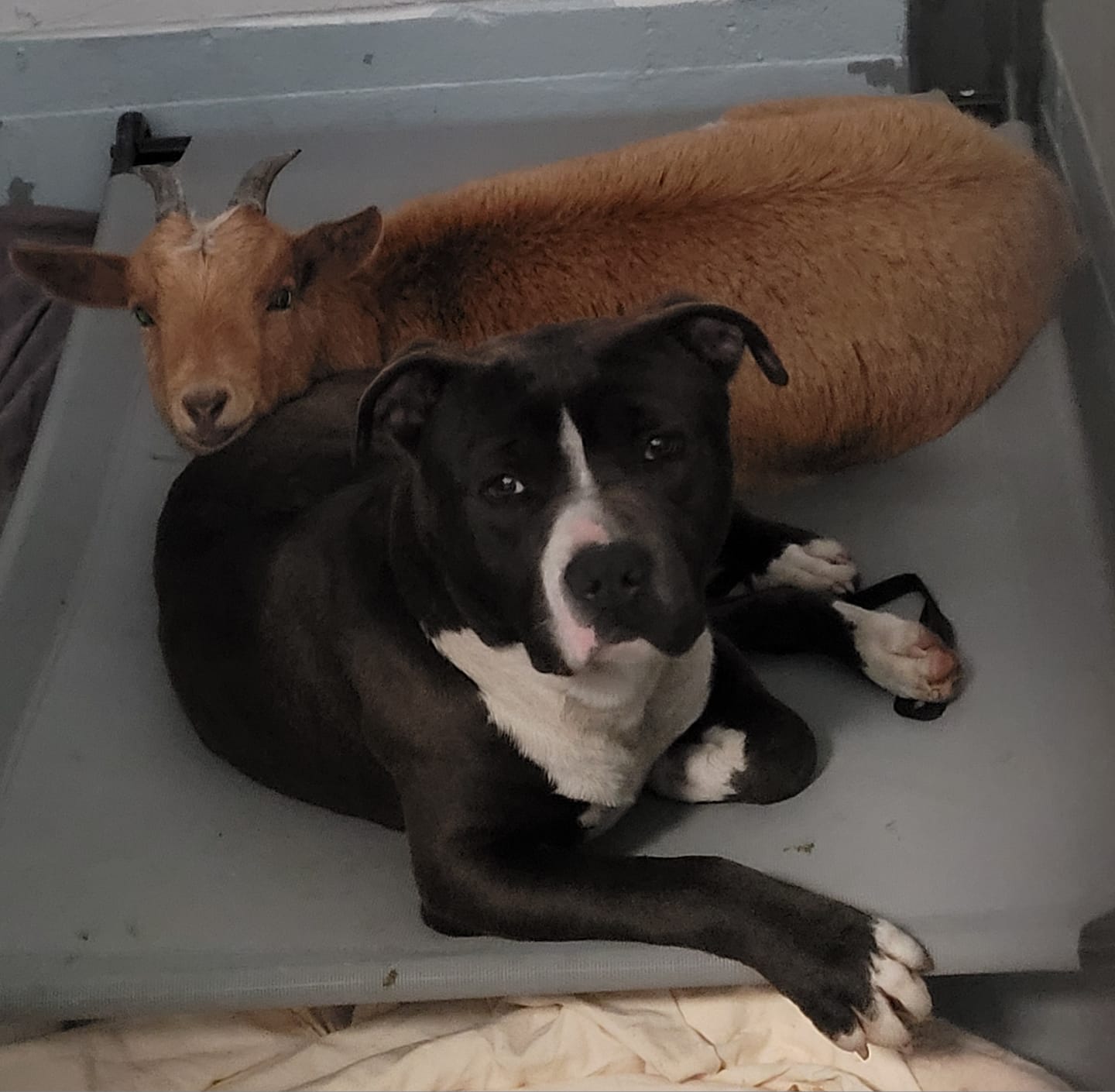 Goat and dog besties find a forever home