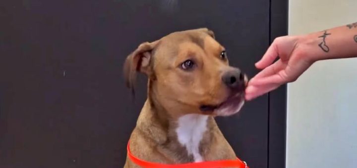 Stanford, a Rhodesian ridgeback mix dog was almost euthanized