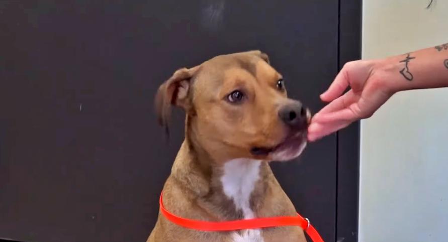 Stanford, a Rhodesian ridgeback mix dog was almost euthanized