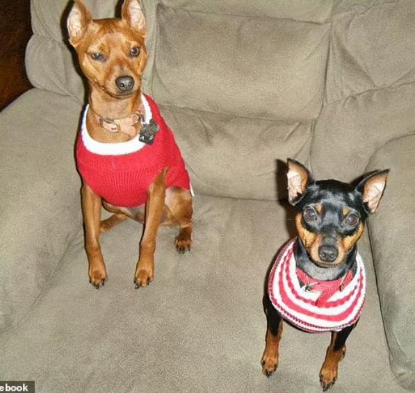 Two lost brothers, Starsky and Hutch