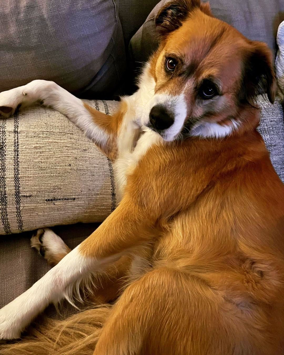 Dodger