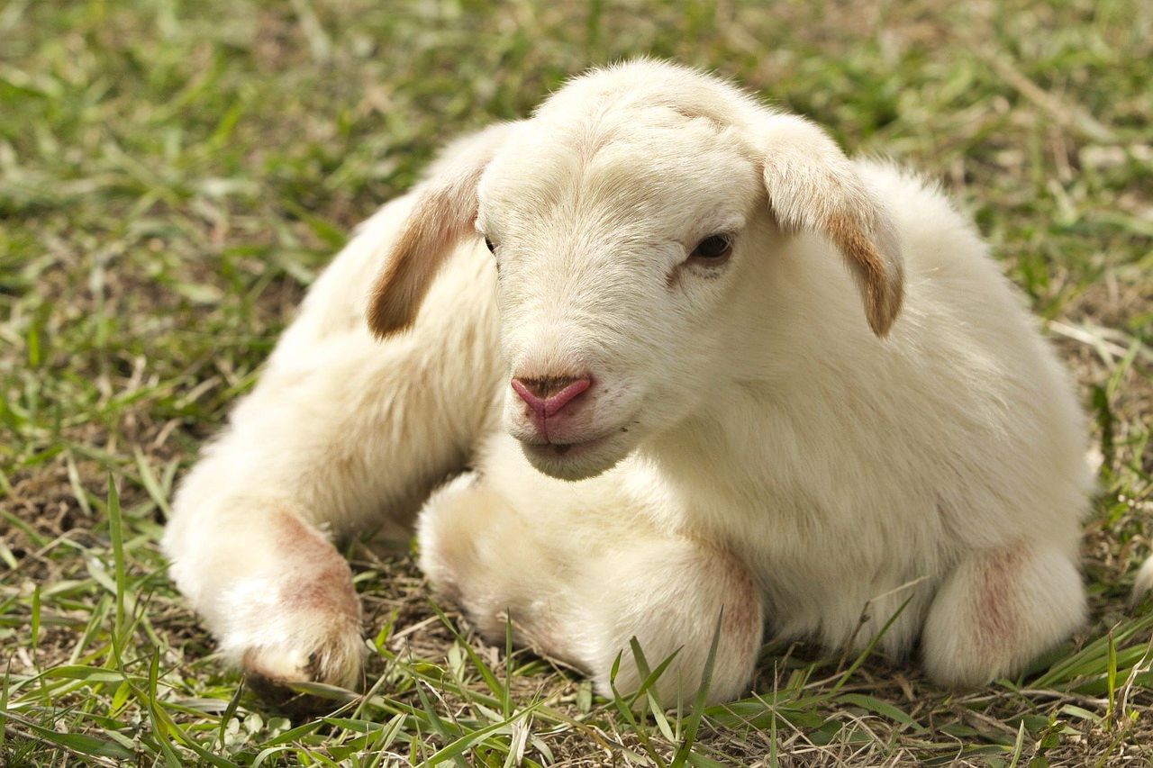 Dog adopts abandoned lamb