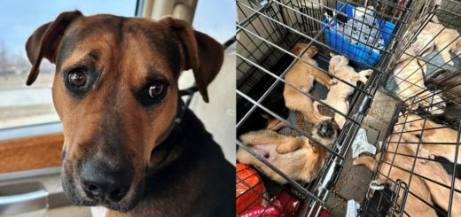 Mother dog gets help for herself and 16 puppies