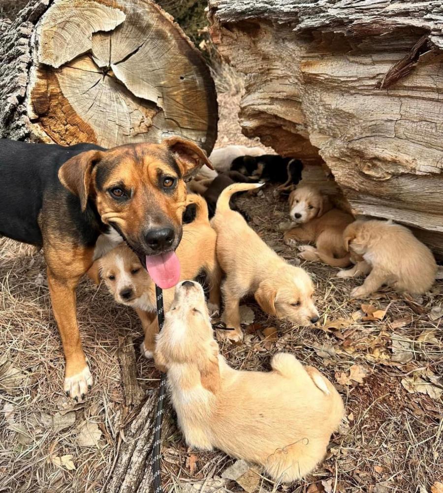 Dolly the English Foxhound and 16 puppies
