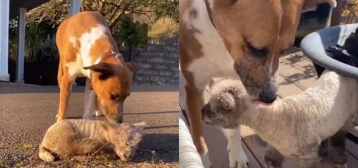 Sweet dog adopts an abandoned lamb