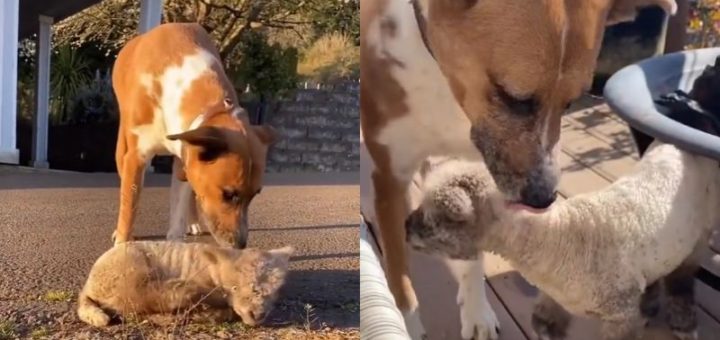 Sweet dog adopts an abandoned lamb
