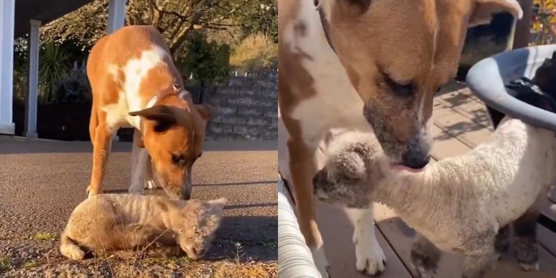 Sweet dog adopts an abandoned lamb