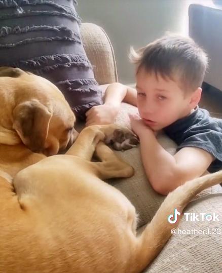 Boy reassures rescue dog that he is safe