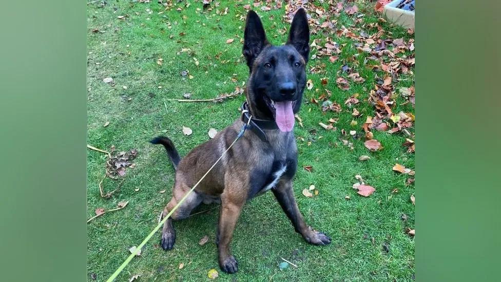 PD Buzz is an abandoned dog turned skilled police dog